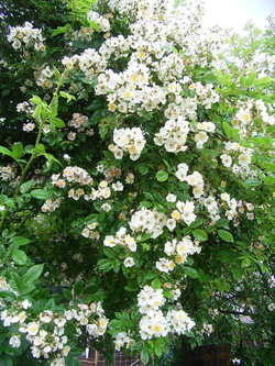 Rimg0589