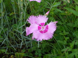 Rimg0591