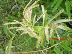 Rimg0592_4